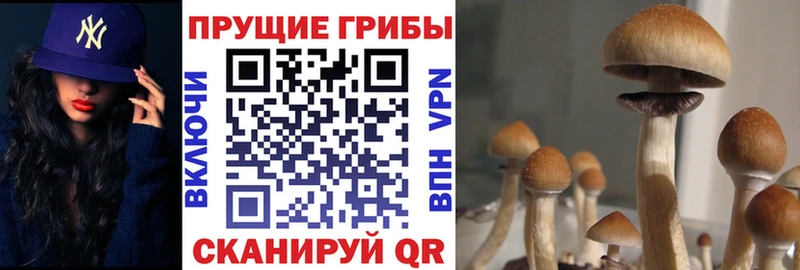дарнет шоп  Балтийск  Галлюциногенные грибы Cubensis 